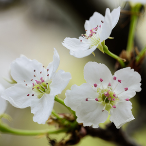 精品人妖videos欧美人妖
